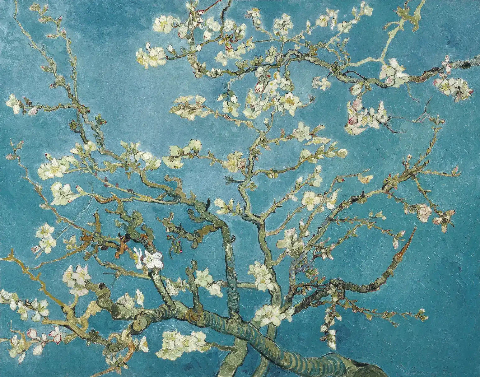 Inbloeiende amandelbloesems tegen een turquoise hemel.
