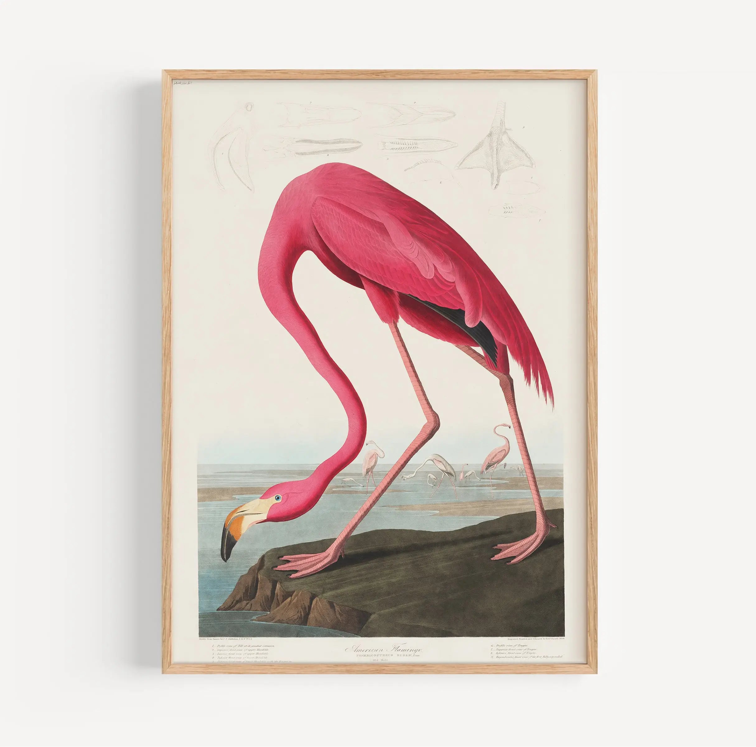 Gelakt flamingo illustratie in lijst voor Audubon Pink Flamingo Poster