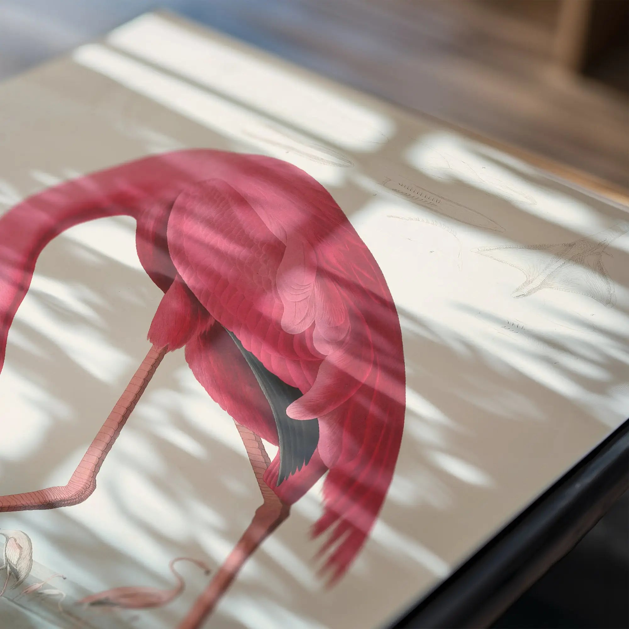 Vogelkunst print van een Pauw flamingo in roze voor de Audubon Pink Flamingo Poster