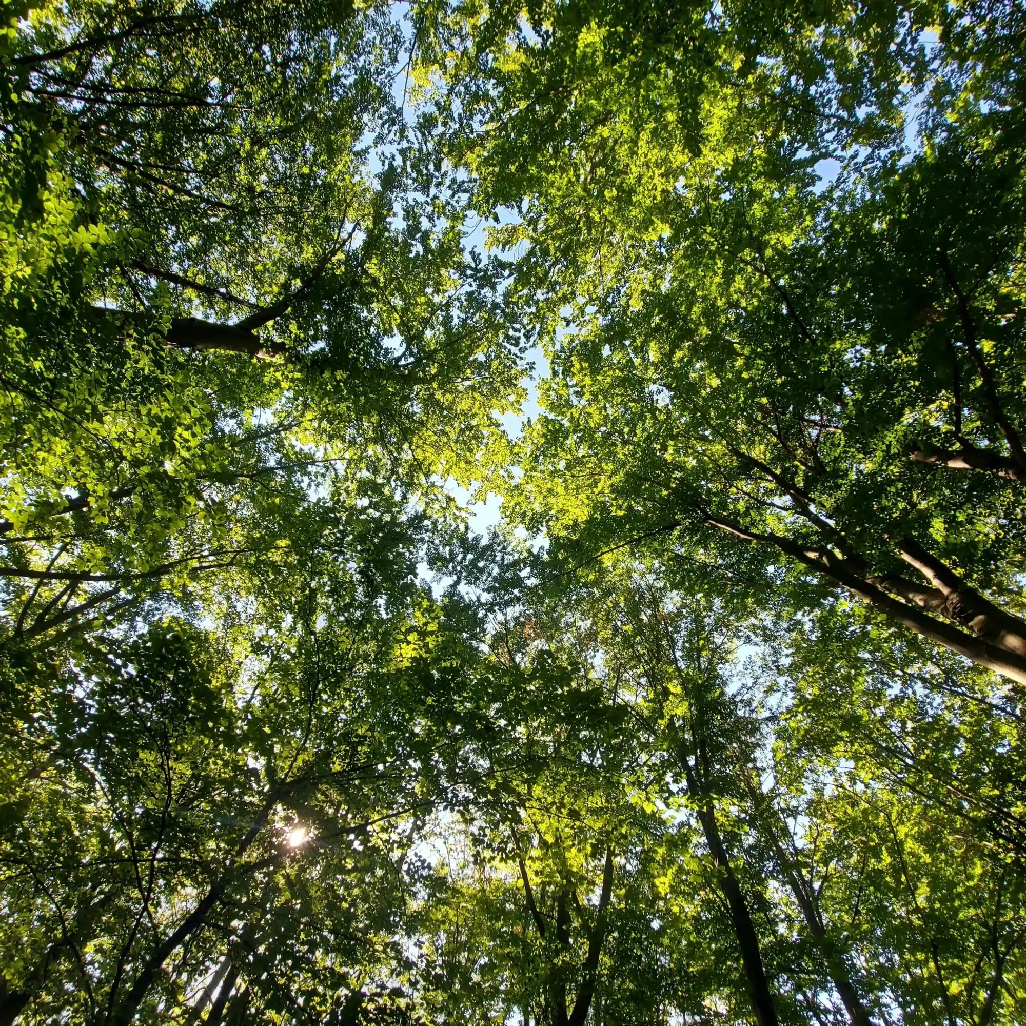 Weelderige groene bladerdak.