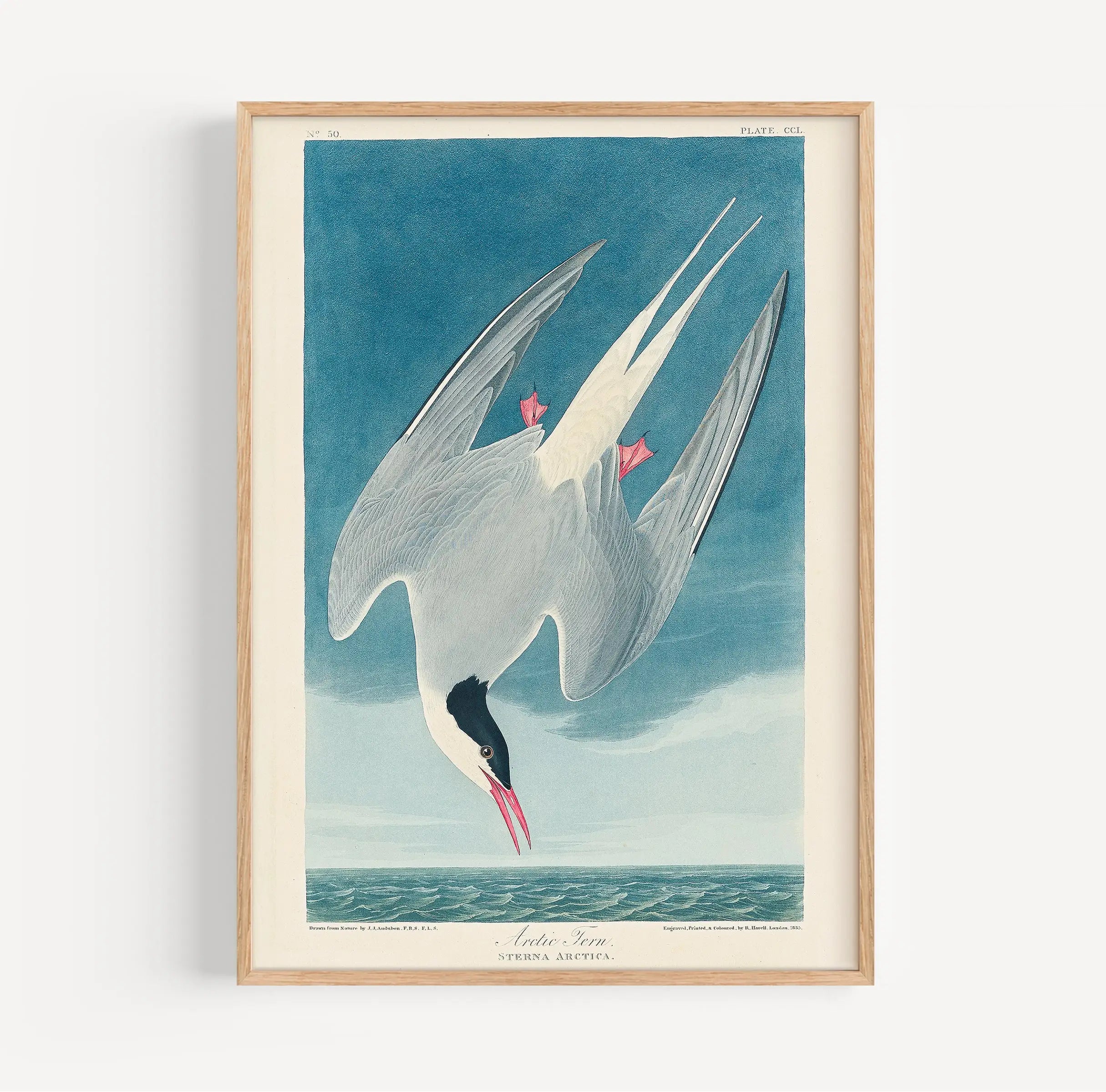 Gestileerde vogelillustratie in lijst uit Audubons Arctische Stern Poster