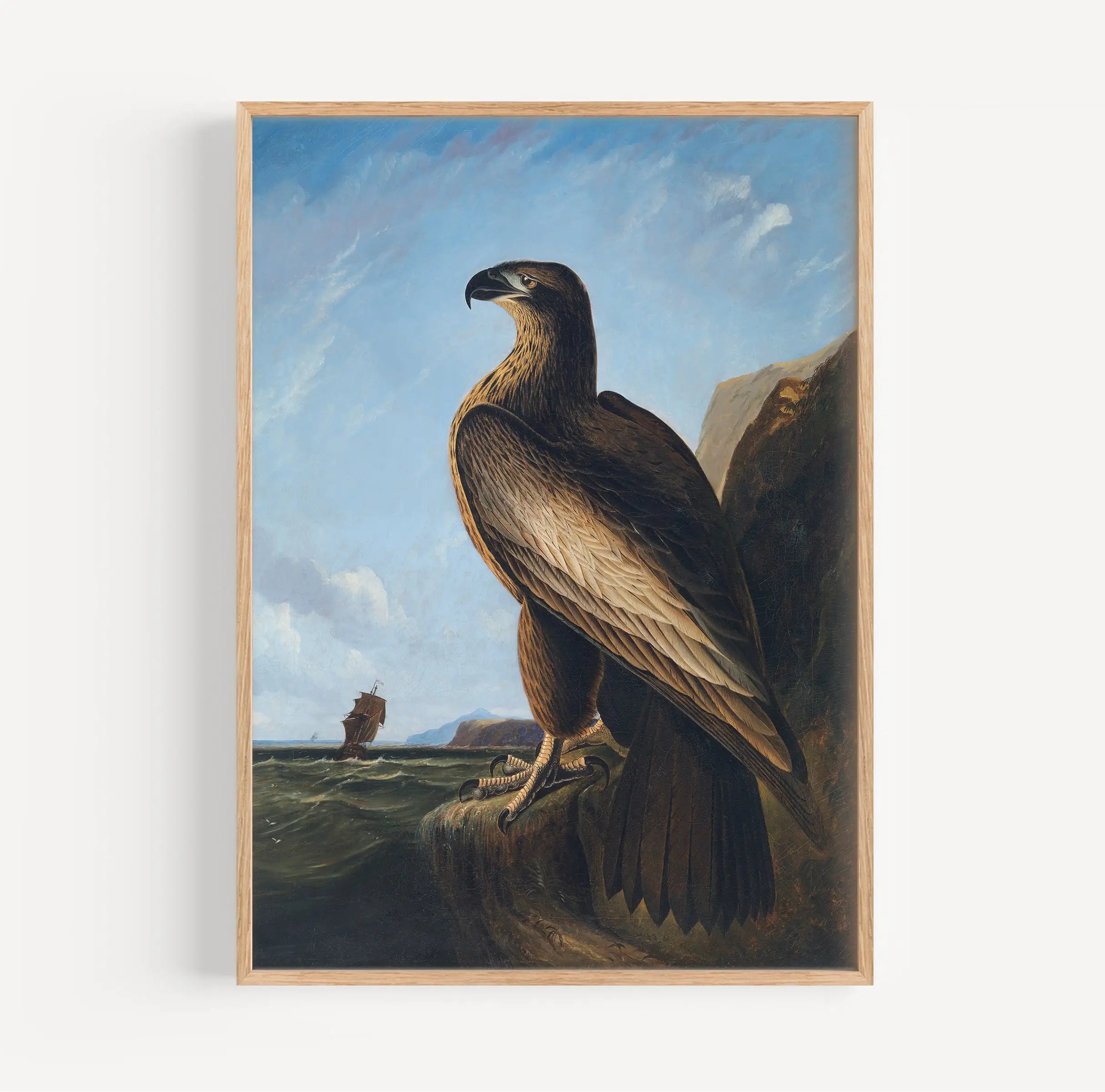 Gepaneelde schilderij van een Zeearend door John James Audubon